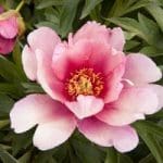 Nutrafarms customer reviews and testimonials - Peony Nutrafarms customer reviews and testimonials - Peony