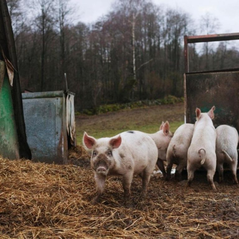 Ontario Raised Cage Free Organic Pork Farm Near Me - Nutrafarms - Cage Free Pork 2