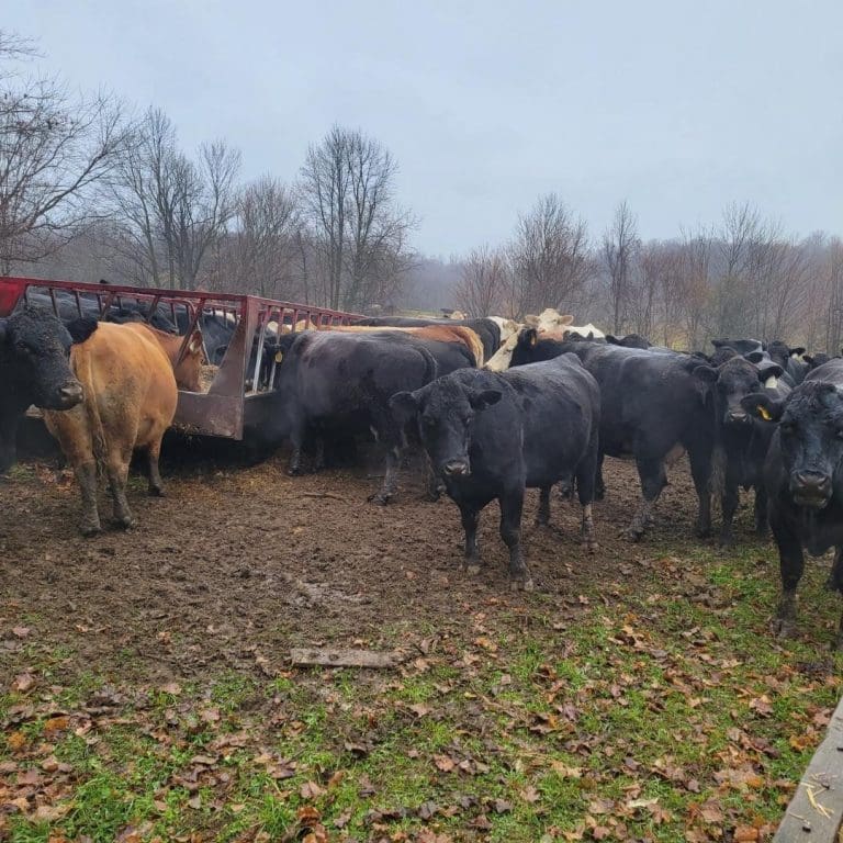 Ontario Raised Grass Fed Beef Farm Near Me - Nutrafarms - Grass Fed Beef 1 Ontario Raised Grass Fed Beef Farm Near Me - Nutrafarms - Grass Fed Beef 1