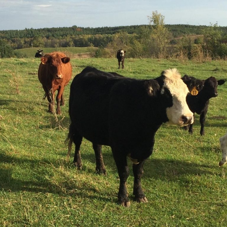 Ontario Raised Grass Fed Beef Farm Near Me - Nutrafarms - Grass Fed Beef 5