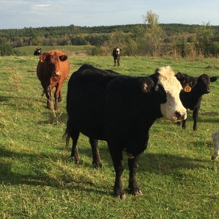 Ontario Raised Grass Fed Beef Farm Near Me - Nutrafarms - Grass Fed Beef 5 Ontario Raised Grass Fed Beef Farm Near Me - Nutrafarms - Grass Fed Beef 5