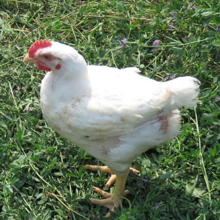 Ontario Raised Pastured Chicken Farm Near Me - Nutrafarms - Pastured Chicken 5