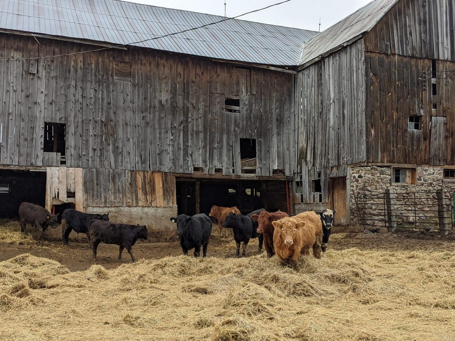 Grass-Fed-Beef-Noble-Farm-Highlight-image-3 Grass-Fed-Beef-Noble-Farm-Highlight-image-3